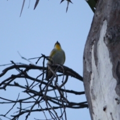 Pardalotus striatus at Red Hill Nature Reserve - 23 Jul 2019 09:58 AM