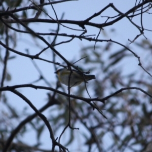 Pardalotus striatus at Red Hill Nature Reserve - 23 Jul 2019 09:58 AM