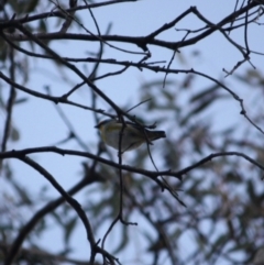 Pardalotus striatus at Red Hill Nature Reserve - 23 Jul 2019