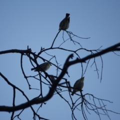 Pardalotus striatus at Red Hill Nature Reserve - 23 Jul 2019 09:58 AM