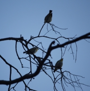 Pardalotus striatus at Red Hill Nature Reserve - 23 Jul 2019 09:58 AM