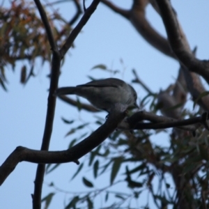 Pachycephala pectoralis at Red Hill Nature Reserve - 23 Jul 2019