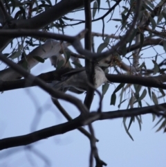 Pachycephala pectoralis at Red Hill Nature Reserve - 23 Jul 2019 10:03 AM