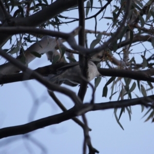 Pachycephala pectoralis at Red Hill Nature Reserve - 23 Jul 2019 10:03 AM