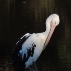 Pelecanus conspicillatus (Australian Pelican) at Noosa Heads, QLD - 10 Jun 2018 by MichaelBedingfield