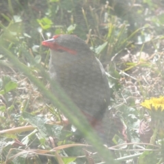 Neochmia temporalis (Red-browed Finch) at Conder, ACT - 25 Jul 2014 by MichaelBedingfield