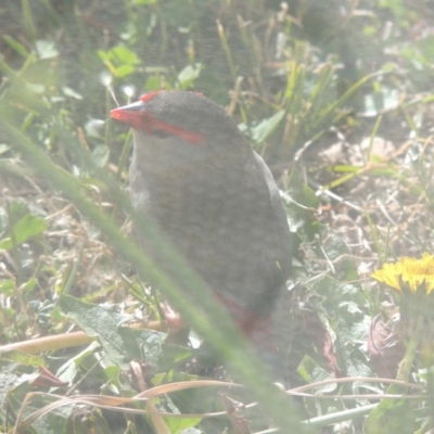 Neochmia temporalis (Red-browed Finch) at Conder, ACT - 25 Jul 2014 by michaelb