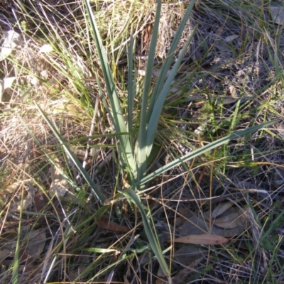 Dianella sp. aff. longifolia (Benambra) (Pale Flax Lily, Blue Flax Lily) at Yarralumla, ACT - 22 Jul 2019 by MichaelMulvaney