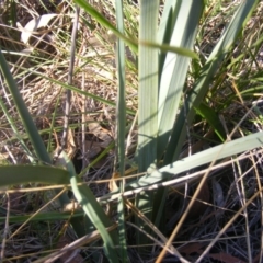Dianella sp. aff. longifolia (Benambra) at Yarralumla, ACT - 22 Jul 2019