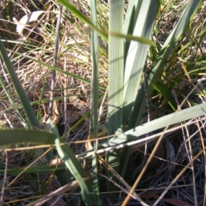 Dianella sp. aff. longifolia (Benambra) at Yarralumla, ACT - 22 Jul 2019