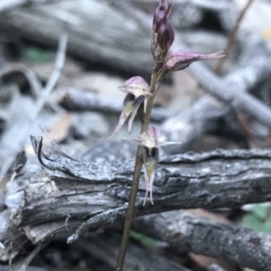 Acianthus collinus at Aranda, ACT - 22 Jul 2019