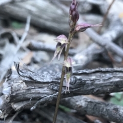 Acianthus collinus (Inland Mosquito Orchid) at Aranda, ACT - 22 Jul 2019 by PeterR