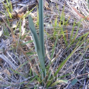 Dianella sp. aff. longifolia (Benambra) at Capital Hill, ACT - 22 Jul 2019