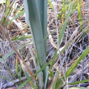 Dianella sp. aff. longifolia (Benambra) at Capital Hill, ACT - 22 Jul 2019