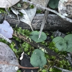 Corysanthes hispida (Bristly Helmet Orchid) at Aranda Bushland - 22 Jul 2019 by PeterR