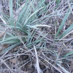 Dianella sp. aff. longifolia (Benambra) (Pale Flax Lily, Blue Flax Lily) at Barton, ACT - 22 Jul 2019 by MichaelMulvaney