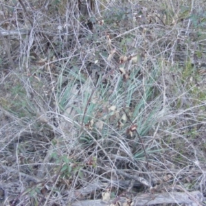 Dianella sp. aff. longifolia (Benambra) at Barton, ACT - 22 Jul 2019 04:27 PM