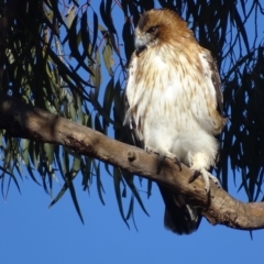Hieraaetus morphnoides (Little Eagle) at Garran, ACT - 22 Jul 2019 by roymcd