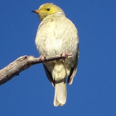 Ptilotula penicillata (White-plumed Honeyeater) at Red Hill, ACT - 22 Jul 2019 by roymcd