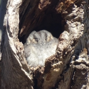 Aegotheles cristatus at Garran, ACT - 19 Jul 2019