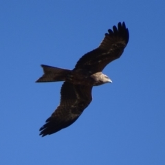 Milvus migrans (Black Kite) at Fyshwick, ACT - 22 Jul 2019 by roymcd