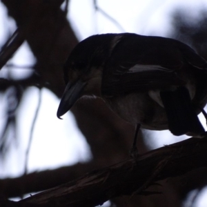 Cracticus torquatus at Griffith, ACT - 22 Jul 2019