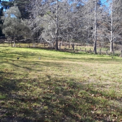 Gymnorhina tibicen (Australian Magpie) at Wingecarribee Local Government Area - 23 Jul 2019 by KarenG