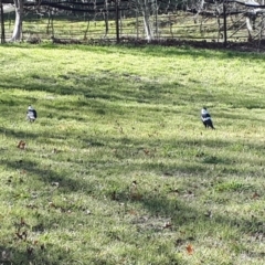 Gymnorhina tibicen at Moss Vale, NSW - 23 Jul 2019 12:57 PM