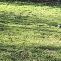 Gymnorhina tibicen at Moss Vale, NSW - 23 Jul 2019 12:57 PM