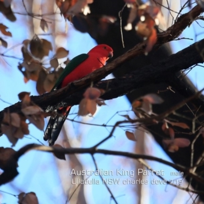 Alisterus scapularis (Australian King-Parrot) at Ulladulla, NSW - 20 Jul 2019 by CharlesDove