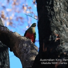 Alisterus scapularis at Ulladulla, NSW - 20 Jul 2019