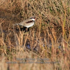 Charadrius melanops (Black-fronted Dotterel) at Milton, NSW - 16 Jul 2019 by Charles Dove