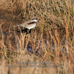 Charadrius melanops (Black-fronted Dotterel) at Milton, NSW - 17 Jul 2019 by CharlesDove