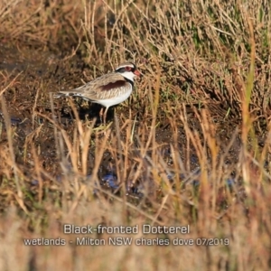 Charadrius melanops at Milton, NSW - 17 Jul 2019 12:00 AM