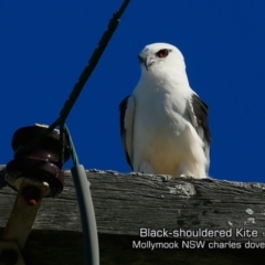 Elanus axillaris (Black-shouldered Kite) at Mollymook Beach, NSW - 20 Jul 2019 by CharlesDove