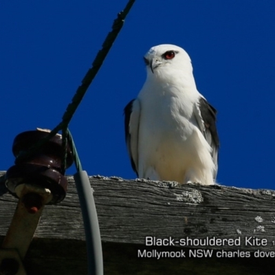 Elanus axillaris (Black-shouldered Kite) at Mollymook Beach, NSW - 19 Jul 2019 by Charles Dove