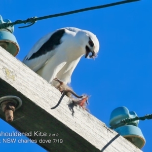 Elanus axillaris at Mollymook Beach, NSW - 20 Jul 2019 12:00 AM