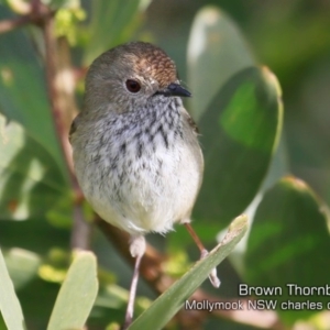 Acanthiza pusilla at Mollymook Beach, NSW - 20 Jul 2019 12:00 AM