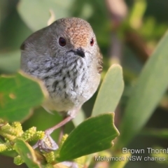 Acanthiza pusilla at Mollymook Beach, NSW - 20 Jul 2019 12:00 AM