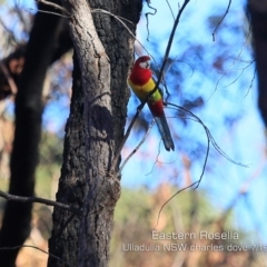 Platycercus eximius (Eastern Rosella) at Ulladulla Wildflower Reserve - 19 Jul 2019 by CharlesDove