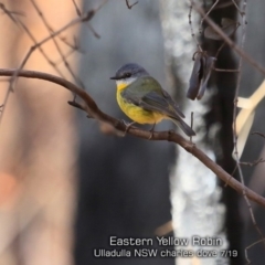 Eopsaltria australis (Eastern Yellow Robin) at Ulladulla Wildflower Reserve - 19 Jul 2019 by Charles Dove