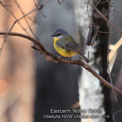 Eopsaltria australis (Eastern Yellow Robin) at Ulladulla Wildflower Reserve - 20 Jul 2019 by CharlesDove