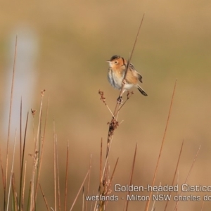 Cisticola exilis at Milton, NSW - 17 Jul 2019