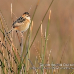 Cisticola exilis at Milton, NSW - 17 Jul 2019