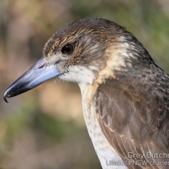 Cracticus torquatus (Grey Butcherbird) at Coomee Nulunga Cultural Walking Track - 18 Jul 2019 by CharlesDove