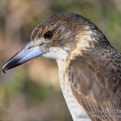 Cracticus torquatus (Grey Butcherbird) at Coomee Nulunga Cultural Walking Track - 17 Jul 2019 by Charles Dove