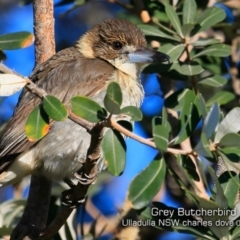 Cracticus torquatus at Coomee Nulunga Cultural Walking Track - 18 Jul 2019 12:00 AM
