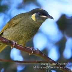 Meliphaga lewinii (Lewin's Honeyeater) at Mollymook Beach, NSW - 19 Jul 2019 by Charles Dove