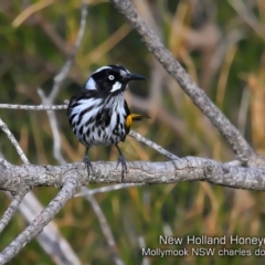 Phylidonyris novaehollandiae (New Holland Honeyeater) at Mollymook Beach, NSW - 19 Jul 2019 by Charles Dove