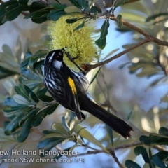 Phylidonyris novaehollandiae at Mollymook Beach, NSW - 20 Jul 2019